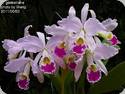 Cattleya gaskelliana